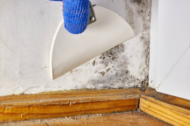 Best Mold Odor Removal Services  in Hewlett Harbor, NY
