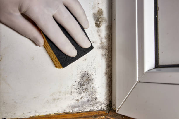 Best Commercial Mold Inspection  in Hewlett Harbor, NY